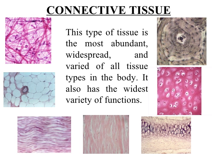 connective-tissue-1-728